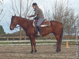 Steph et Billy : la nouvelle quarter horse de la maison