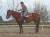 Steph et Billy : la nouvelle quarter horse de la maison